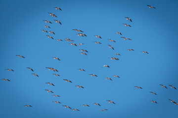 Huge pelican flock migration Israel