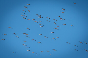 Huge pelican flock migration Israel