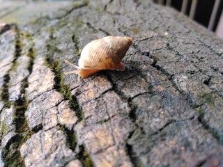 snail on a tree