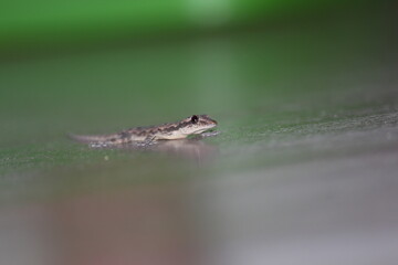 gecko on flat surface
