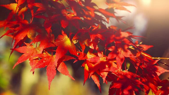 【秋】赤色の楓の葉が風に揺れる様子　紅葉
