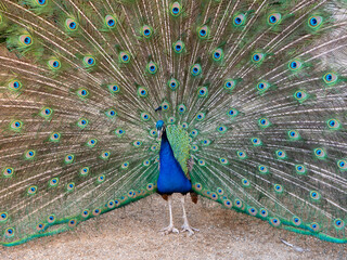 Obraz premium Peacock with Colorful Feathers in Wallenstein Garden or Valdstejnska Zahrada in Prague, Czech Republic