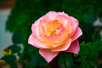 Rosa