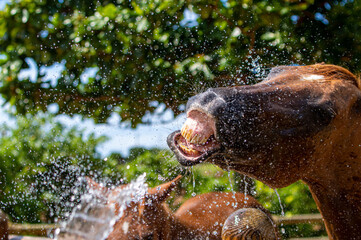 水浴びをする馬　シャワー　