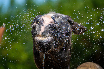 水浴びをする馬　シャワー　