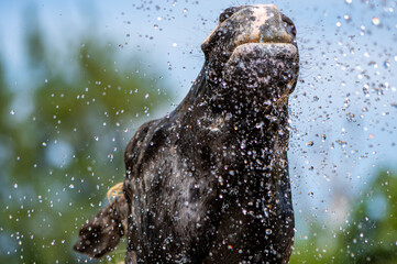 水浴びをする馬　シャワー　