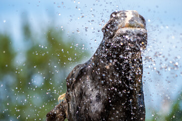 水浴びをする馬　シャワー　