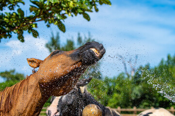 水浴びをする馬　シャワー　