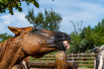 水浴びをする馬　シャワー　
