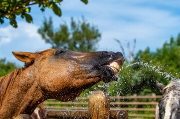 水浴びをする馬　シャワー　