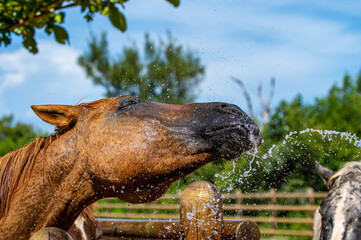 水浴びをする馬　シャワー　