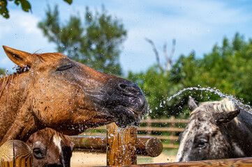 水浴びをする馬　シャワー　