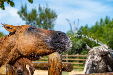 水浴びをする馬　シャワー　