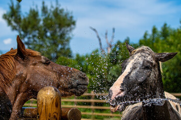 水浴びをする馬　シャワー　