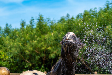 水浴びをする馬　シャワー　