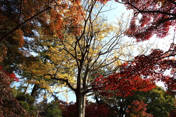 森の黄葉と紅葉