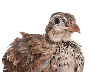 Red-legged partridge