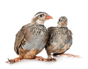 Red-legged partridges