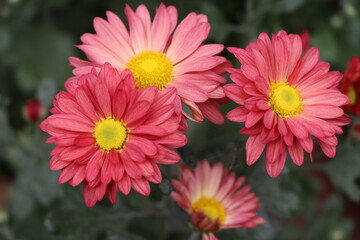Red yellow Indian chrysanthemum. Hardy chrysanthemums close up. Blooming Chrysanthemum wallpaper...