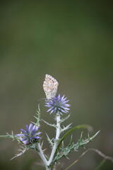 Bläuling
