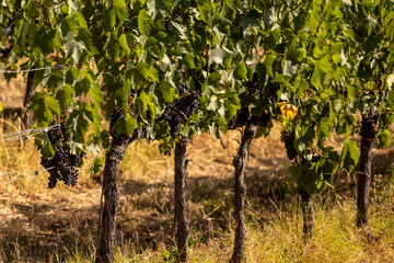 Fototapeta na wymiar Harvest of vino nobile red wine grapes in the vineyards growing in lines, Tuscany, Montalcino, Brunello wine district and Unesco heritage, Italy, in late summer or autumn before harvest taking.
