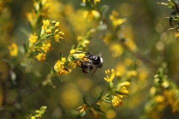 Wildbiene
