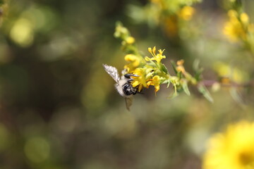 Wildbiene