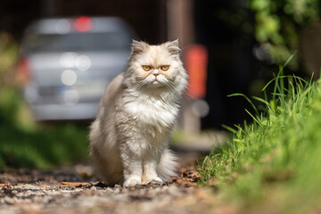 Naklejka na ściany i meble Portrait of a persian exotic longhair cat outdoor