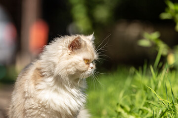 Naklejka na ściany i meble Portrait of a persian exotic longhair cat outdoor