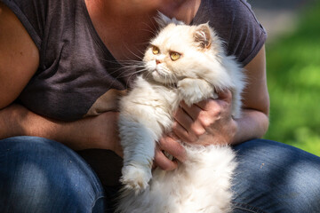 portrait of a persian exotic longhair cat held by its owner