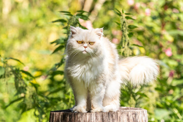 Naklejka na ściany i meble Portrait of a persian exotic longhair cat outdoor