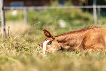 A cute foal chilling on a pasture
