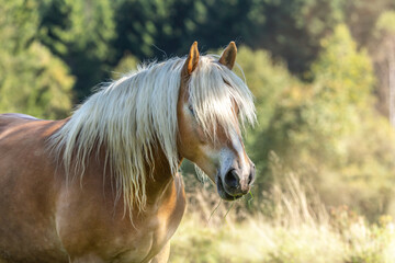 Portrait of a haflinger horse on a meadow
