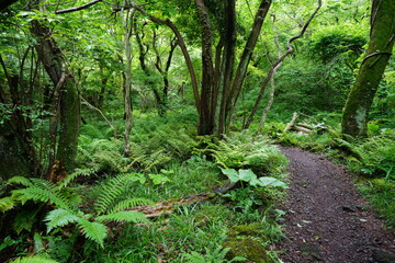 a refreshing spring forest with a path