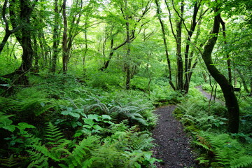 a refreshing spring forest with a path
