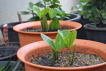 seedlings arum fern  in a pot