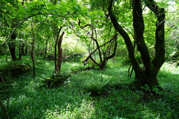 a flourishing dense forest in the sunlight