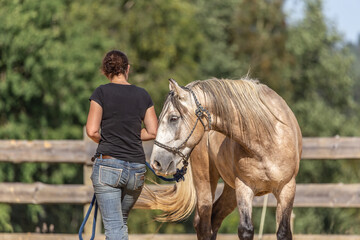 Natural horsemanship concept: Working with a horse on a longe rope
