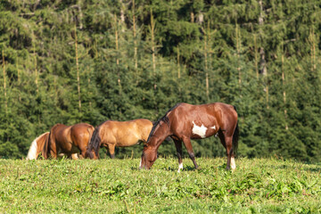 Portrait of a brown pinto horse grazing on a pasture