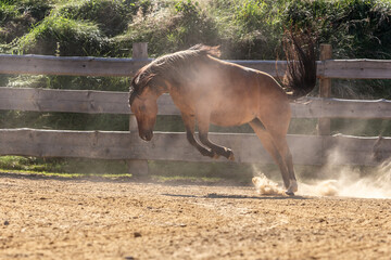 A dun horse bucking coltish on a paddock