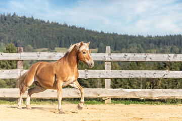 Portrait of a haflinger horse running on a outdoor riding arena