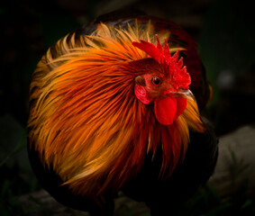 Red Jungle fowl