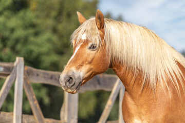 Portrait of a beautiful haflinger horse outdoors
