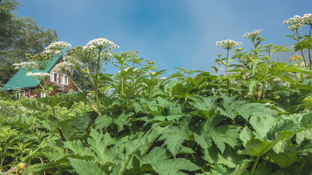 Lush thickets of hogweed against the blue sky. Juicy green leaves, white umbellate inflorescences. A wooden village house is visible in the distance. Kamchatka