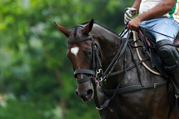 sweating polo horse after the hard game