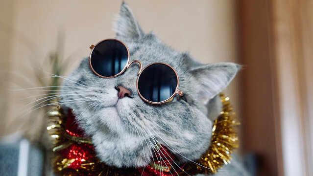 Pet British, Scottish straight cat for the new year 2022, Christmas with glasses, close-up. A cool gray animal celebrates the holidays
