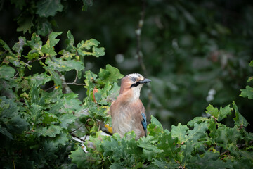 Eichelhäher sitzt auf einen Eichenbaum zwischen grünen Blättern