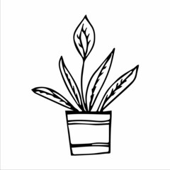 Hand drawn indoor plant in a pot, doodle design. Home plants. Illustration for print, web, mobile and infographics.