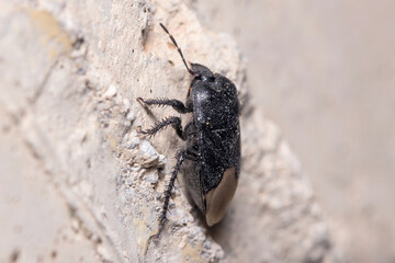 Burrowing bug, Cydnus aterrimus, climbing on a concrete floor. High quality photo
