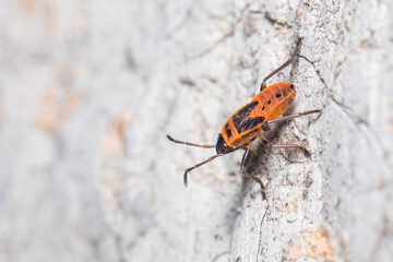 Nymph of Pyrrhocoris apterus posed on a rock on a sunny day. High quality photo